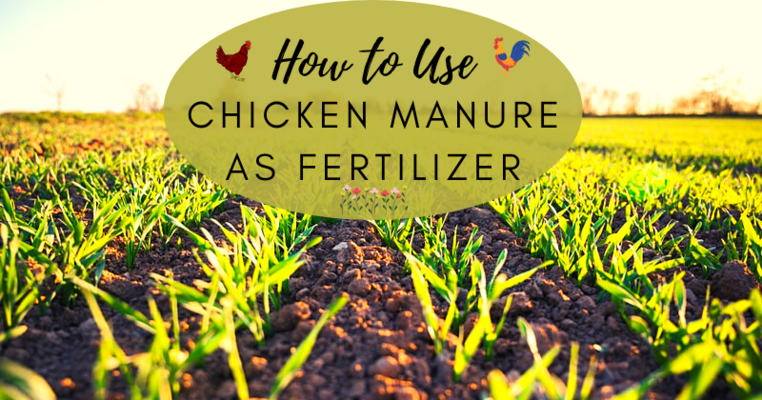 How To Use Chicken Manure as Garden Fertilizer