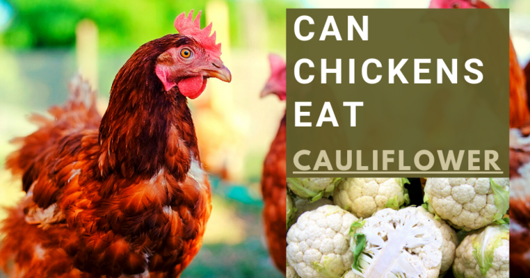 Can Chickens Eat Cauliflower?