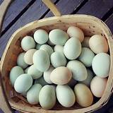 The Best Duck Breeds For Egg Production