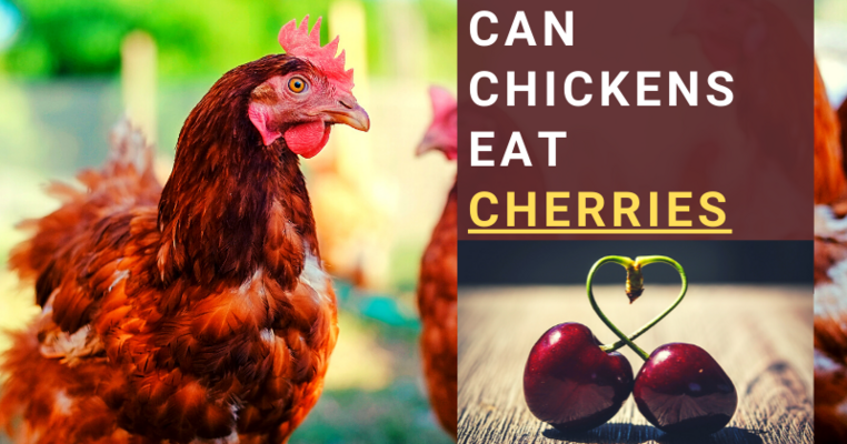 Can Chickens Eat Cherries? All You Need To Know