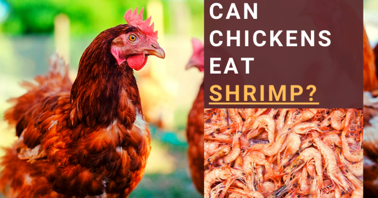 Can Chickens Eat Shrimp? All You Need To Know