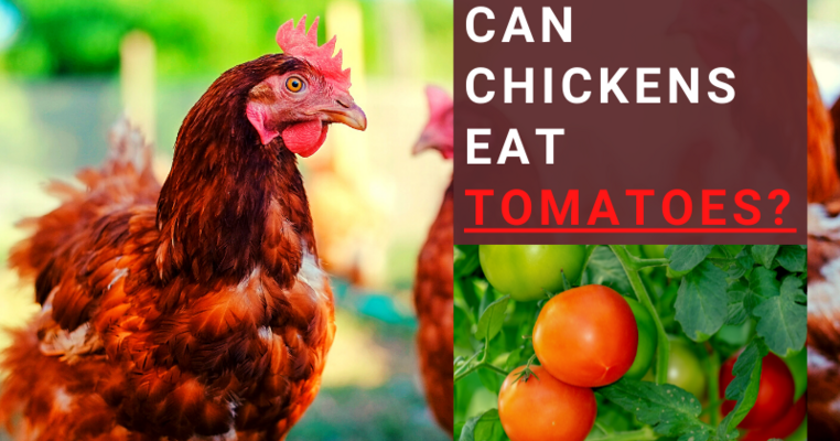 Can Chickens Eat Tomatoes & Tomato Leaves