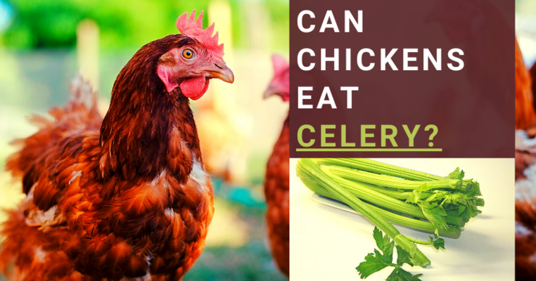 Can Chickens Eat Celery? All You Need To Know