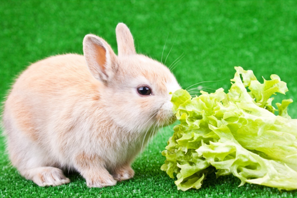 What Rabbits Should Eat Weekly