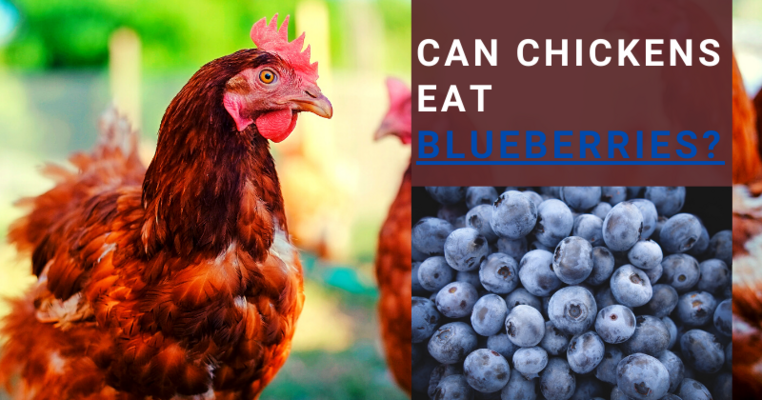 Can Chickens Eat Blueberries? All You Need To Know