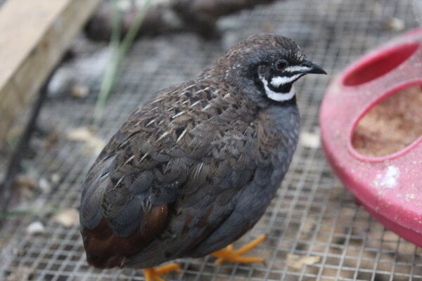Button Quail - Your Guide To Ethical Care