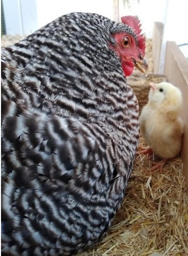 Broody Management - From the First Turkey Strut to Weaning the Chicks