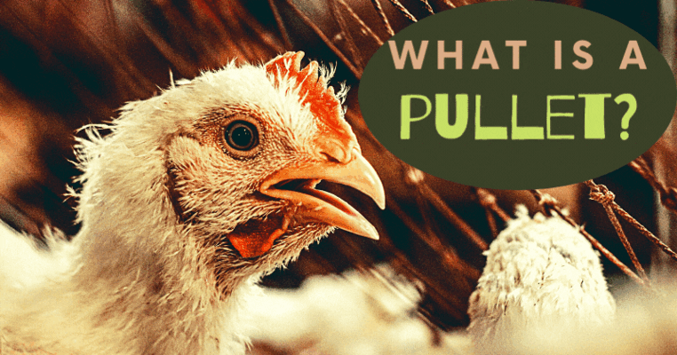 What is a Pullet?
