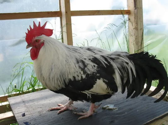 what breed of chicken is best for you?