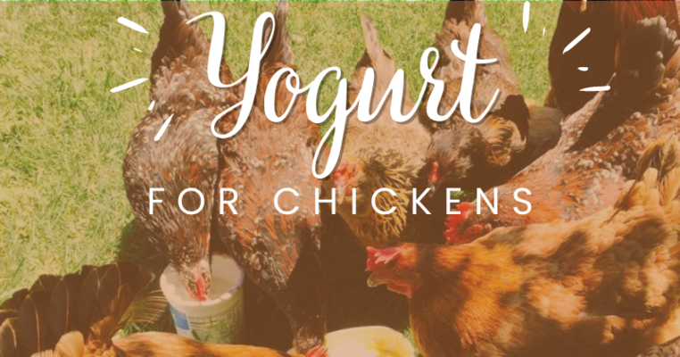 Yogurt For Chickens