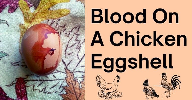 Blood on a Chicken Eggshell