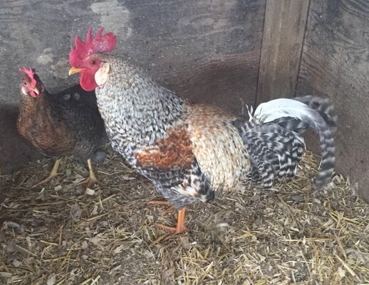 Week Old Crested Cream Legbar Chicks Backyard Chickens Learn How