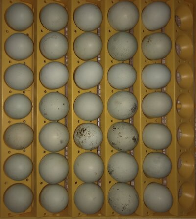 CCL Hatching Eggs.jpg