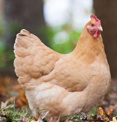What the Sudden Death of My Hen Taught Me....