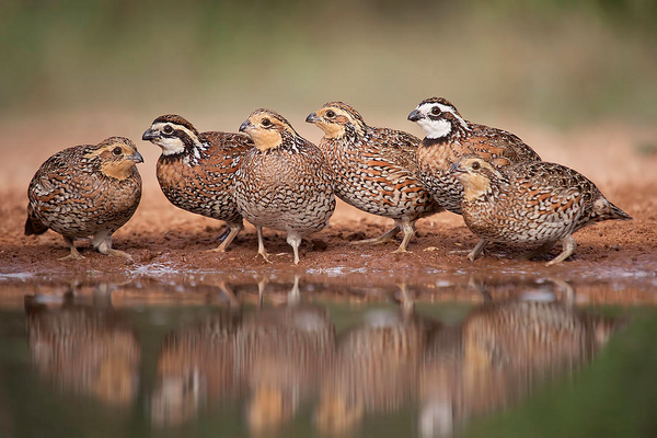 All about the mighty Bobwhite Quail (for easy reading, using a computer is suggested)