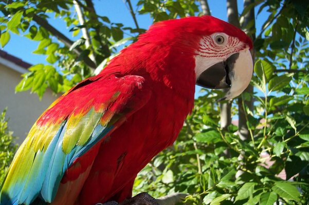 Scarlet Macaw.JPG