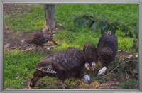 7743a559_turkeys-wild_eastern_turkey-478-294132.jpeg