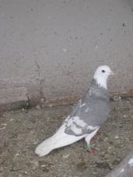 c8218ca2_other-homing_pigeon-1402-742938.jpeg