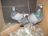 c8769b0f_other-homing_pigeon-1402-241554.jpeg
