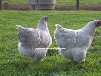87f2e452_Chickens10-25-11041.jpeg