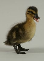 Metzer Farms duckling hatching eggs