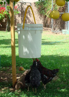Avian Aqua Miser Chicken nipple watering system