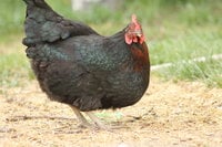 Black Sex Link chicken