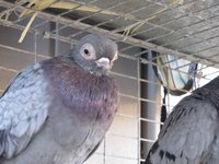 Buda Pest Tumbler [Pigeon]
