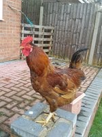 Red sussex rooster - Rooster Booster