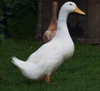 Stanbridge White (Duck)