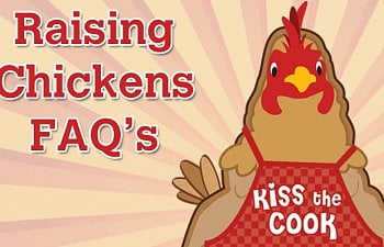 Chicken FAQs - The Frequently Asked Questions Of Raising Chickens