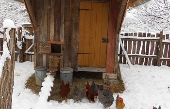 Old-fashioned Coop