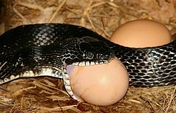Snake - Chicken Predators - How To Protect Your Chickens From Snakes