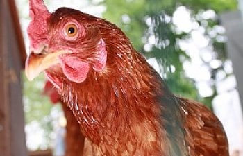 The Emotional Side Of Chicken Processing