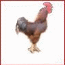 rooster-red