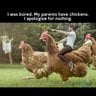 chicken hawk 33