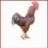 rooster-red