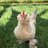 Chickenlover24333