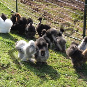 Some of My Silkies...