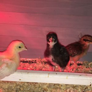 Woodfin Hens - May 2016