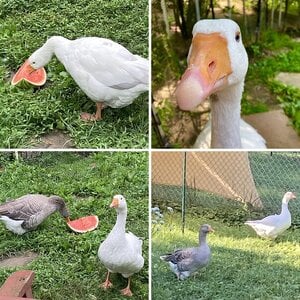 My Pilgrim Geese First Year