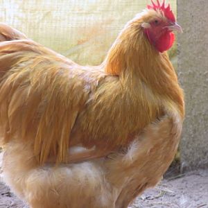 Champio Buff Orpington cock 2005