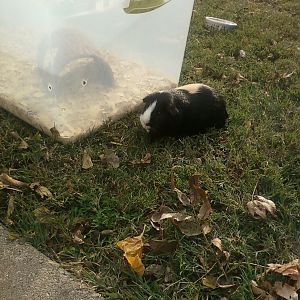 Bella, our Guinea Pig....she lives in the plastic tote at night and has a "run" to hang around in during the day(weather permitting).
