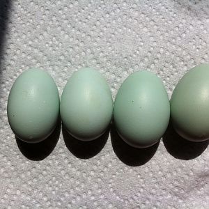Hazel my EEs first Eggs!!