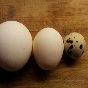 barred holland egg, Japanese Banty egg, quail egg.