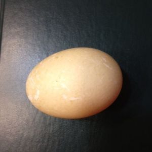 My first egg from my Welsh Harlequin girls, February 1, 2013!!  A beautiful, full-sized egg!