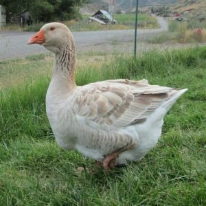 buff dewlap Toulouse goose - 1.5 year old goose