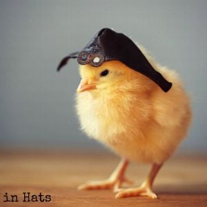 Chicks in Hats.