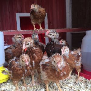 Here are my Rhode Island Red rooster x ISA Browns / Bovans at 4 weeks old.