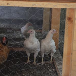 Picture of two of my Large Fowl White Cornish chicks at 8 weeks of age.